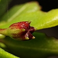 Pemphis acidula has not been found in the Cairns area yet.<br />This one from Mission Beach.